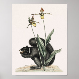 Illustratie  eekhoorn poster