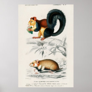 Illustratie eekhoorns poster