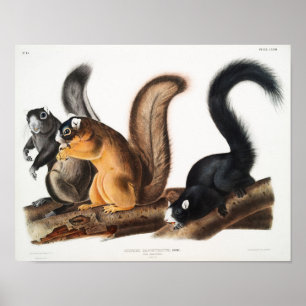 Illustratie  eekhoorntjes poster