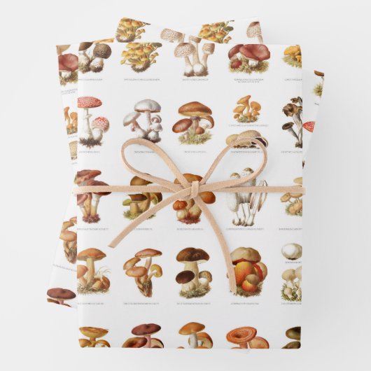 illustratie eetbare niet-eetbare paddenstoelen inpakpapier vel (In situ)