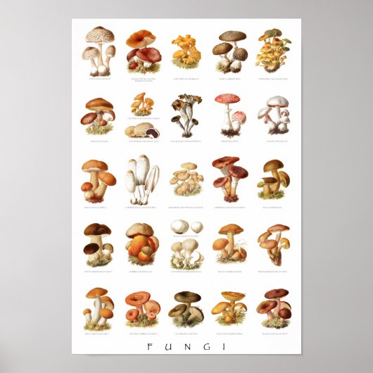 illustratie eetbare niet-eetbare paddenstoelen poster (Voorkant)