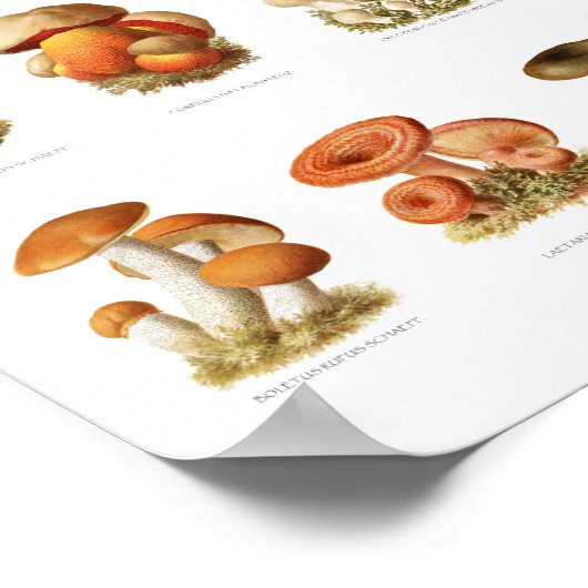illustratie eetbare niet-eetbare paddenstoelen poster (Hoek)