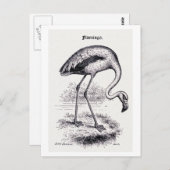  illustratie "Flamingo" Briefkaart (Voorkant / Achterkant)