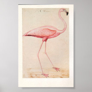  illustratie Flamingo Poster