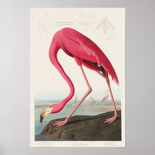  illustratie Flamingo Poster (Voorkant)