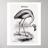  illustratie "Flamingo" Poster (Voorkant)
