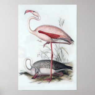  illustratie Flamingo Poster