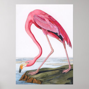  illustratie Flamingo Poster