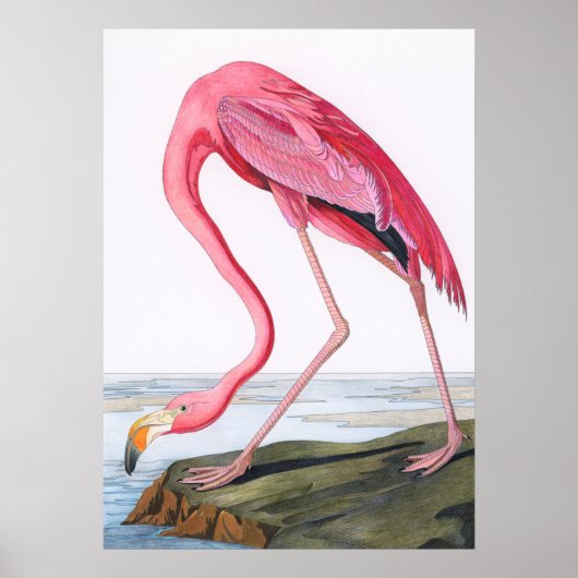  illustratie Flamingo Poster (Voorkant)