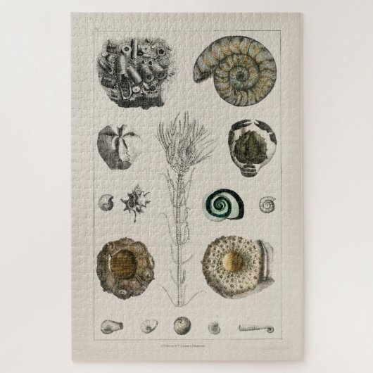  ILLUSTRATIE FOSSILS CHART JIGSAW PUZZLE LEGPUZZEL (Verticaal)