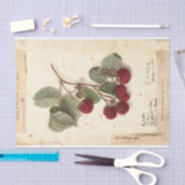 Illustratie frambozen uit USDA 1908 Tissuepapier (Craft)