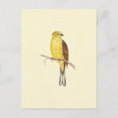 illustratie gele Hammer Bird Briefkaart (Voorkant)