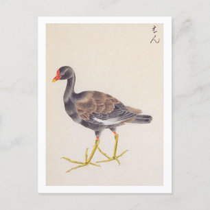  illustratie: Gemeenschappelijke moorhen Briefkaart