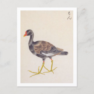 illustratie: Gemeenschappelijke moorhen Briefkaart