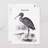 illustratie "Glossy Ibis" Briefkaart (Voorkant / Achterkant)