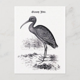 illustratie "Glossy Ibis" Briefkaart