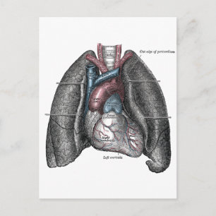  illustratie Gray's Anatomy Heart Lungs Briefkaart