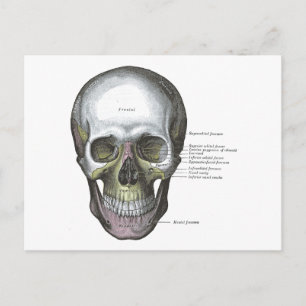  illustratie Gray's Anatomy Skull Briefkaart