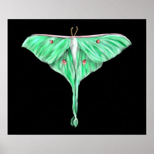 Illustratie: Groene Lunar Moth Poster (Voorkant)