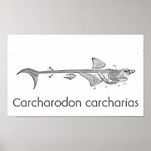  illustratie - Grote witte haai skelet Poster