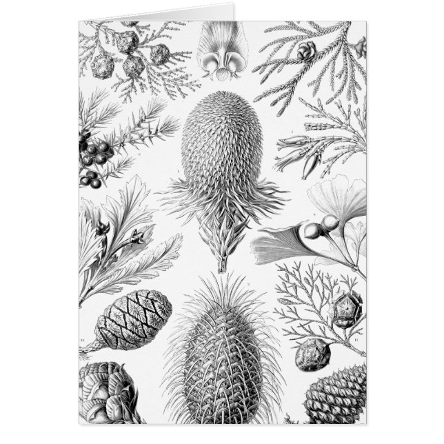 Illustratie Haeckel Conifer (Voorkant)