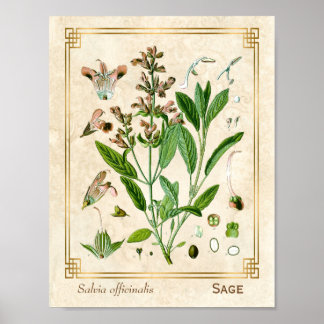  illustratie Herb Plant Sage Botanische Kunst Poster