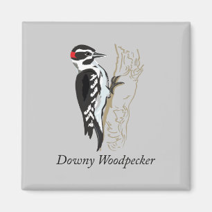 Illustratie in de downy Woodpecker Magneet