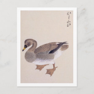 Illustratie in vintage stijl: Boerenlandgans Briefkaart