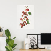 Illustratie  kruisbessen poster (Thuiskantoor)