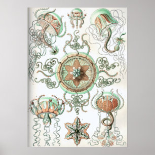 illustratie kwallen poster