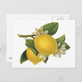 Illustratie  Lemons Briefkaart (Voorkant / Achterkant)