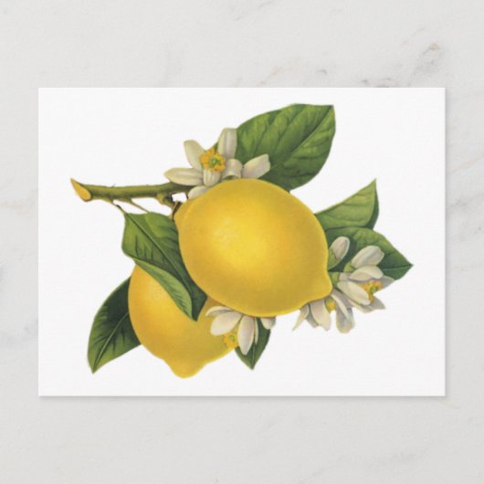 Illustratie  Lemons Briefkaart (Voorkant)
