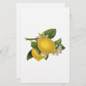 Illustratie  Lemons Briefpapier (Voorkant / Achterkant)