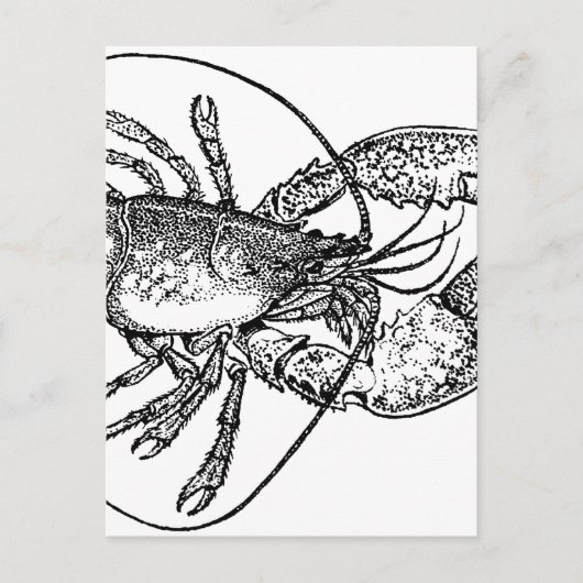 illustratie Lobster Briefkaart (Voorkant)