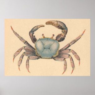 Illustratie  mangrove Crab (1902) Poster