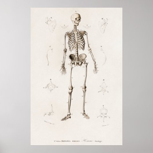 Illustratie Menselijk Skeleton Grafiek Poster (Voorkant)