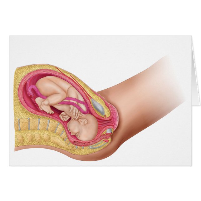 Illustratie met de resultaten van foetus 2 (Voorkant Horizontaal)