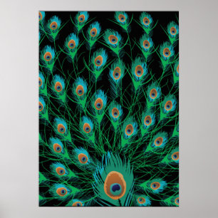 Illustratie met Peacock-veren op zwart Poster