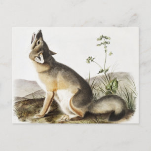 Illustratie met wift Fox (Vulpes velox) Briefkaart