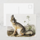 Illustratie met wift Fox (Vulpes velox) Briefkaart (Voorkant / Achterkant)