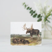 Illustratie Moose Deer (Servus alces) Briefkaart (Staand voorkant)