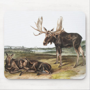 Illustratie Moose Deer (Servus alces) Muismat
