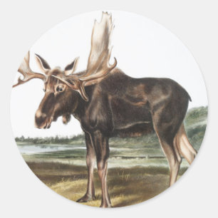 Illustratie Moose Deer (Servus alces) Ronde Sticker