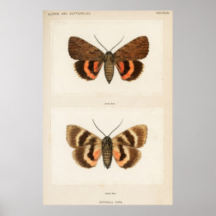 Illustratie  moth poster