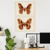 Illustratie  moth poster (Thuiskantoor)