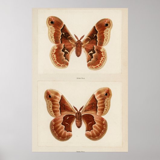 Illustratie  moth poster (Voorkant)