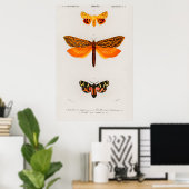 Illustratie  moth poster (Thuiskantoor)
