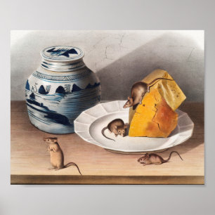 Illustratie muis (muizen-musculus) poster