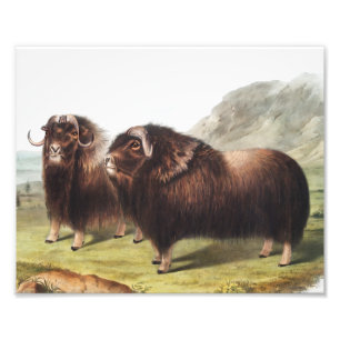 Illustratie Musk Ox (Ovibos moschatus) Foto Afdruk