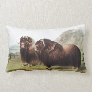 Illustratie Musk Ox (Ovibos moschatus) Kussen